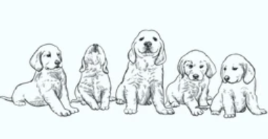 THE BEST DOODLES HOME